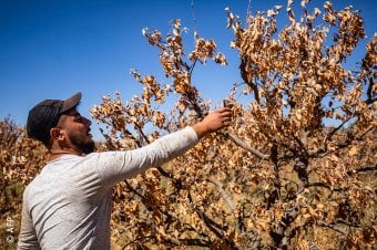 الزراعة في سوريا بعد سنوات الحرب