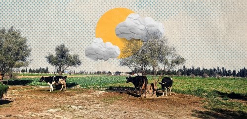 من ينقذ الأشجار في سوريا؟