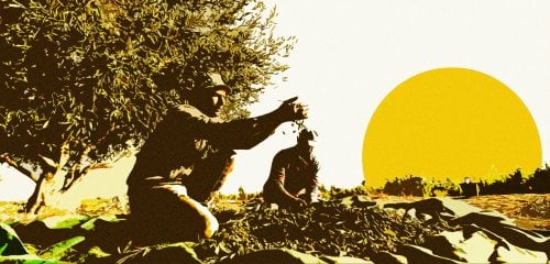 المستوطنون "يستضبعون" في موسم القطاف… الضفة الغربية تبكي زيتونها