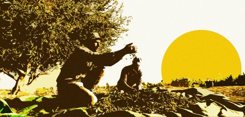 المستوطنون "يستضبعون" في موسم القطاف… الضفة الغربية تبكي زيتونها