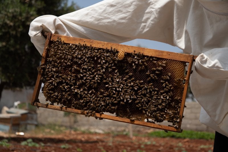 Beekeepers in Syria dream of new buzz in their boxes