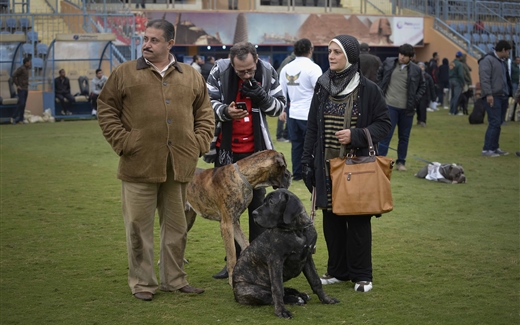 أمن مصر في عهدة الكلاب