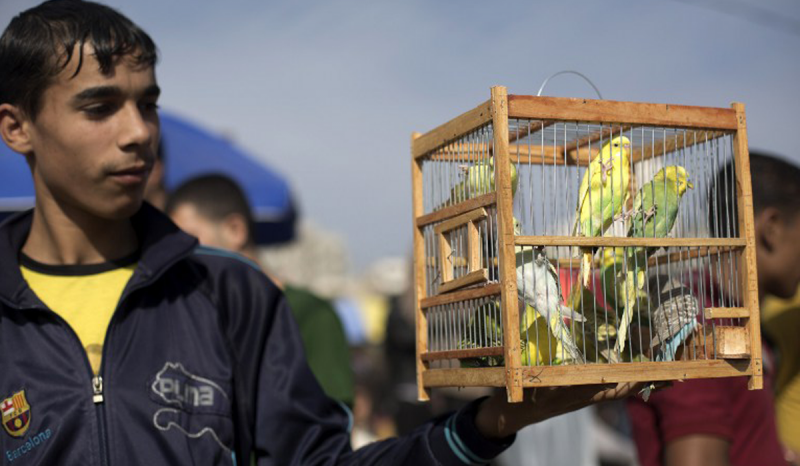 غزة تتاجر بالطيور أيضاً