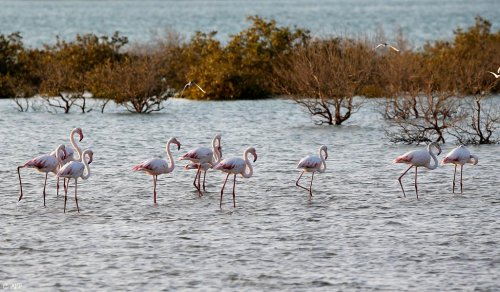 جزيرة صير بني ياس الإماراتية... محمية الحياة البرية العربية
