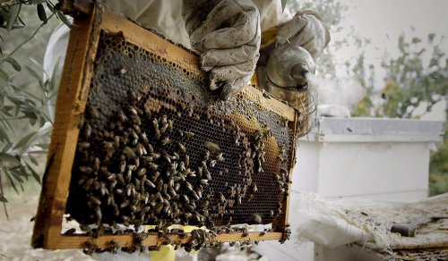 تربية النحل في لبنان من مهنة تدرّ دخلاً إلى هواية