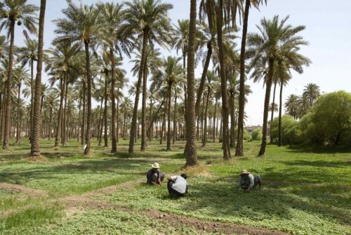 زراعة العراق تتعرض لمجزرة... خسارة 14 مليون نخلة