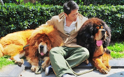 كلاب التيبت، أغلى حيوانات العالم