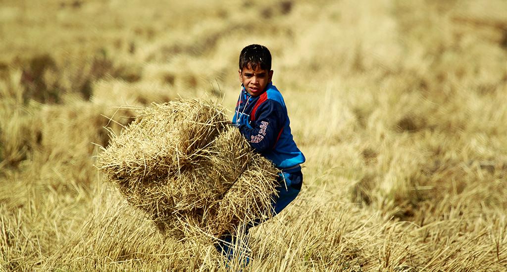 العراق يخسر 60% من مساحات زراعة الأرز  و"العنبر" يهرّب للخليج