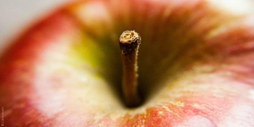 التفاحة في الأساطير الشعبية: من آدم وحواء إلى آبل ماكنتوش