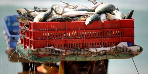 هل يتحقق أمل الموريتانيين في استعادة ثروتهم السمكية؟