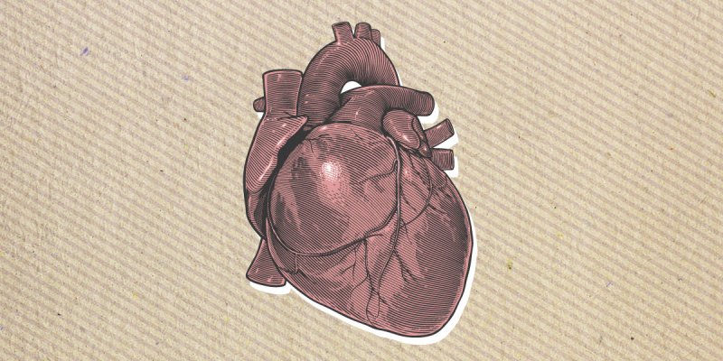 هل يمتلك القلب نظام ذكاء خاصاً به أم أنه مضخة دم فقط؟