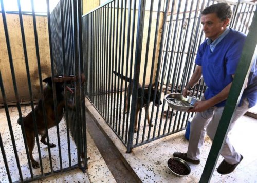 طبيب بيطري أنقذ حيوانات طرابلس الأليفة في خضم الثورة الليبية