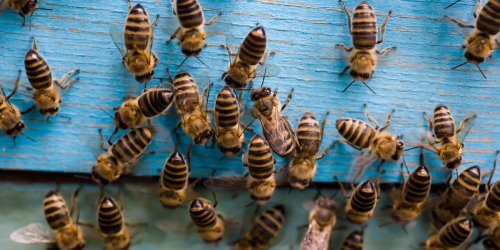 العلاج بلسعات وسمّ النحل في غزة
