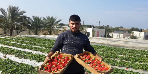 "التوت الأرضي" يخترق حصار قطاع غزّة ويصل إلى الأسواق الأوروبية