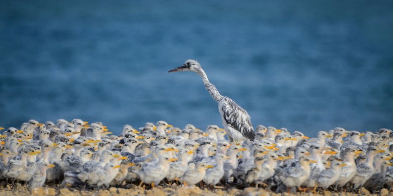 روائع الطبيعة في البحرين بالصور: مصورون أغرتهم الطيور فتحولوا لنشطاء بيئيين